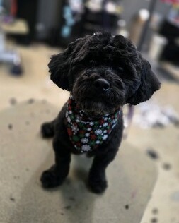 FurtasticPet's tweet photo. Fresh and clean for the holidays!  #lakewoodpetgrooming #doggrooming #doggyspa #cutedogs https://t.co/YXkqI8HXXN