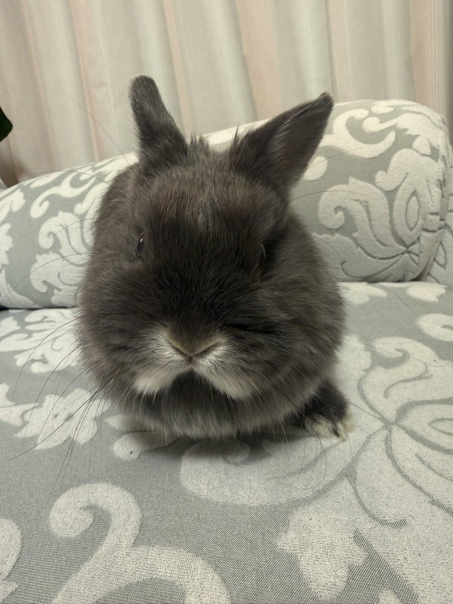 うさうさぎ ミニうさぎぃ004(ホワイト) - PetWORKs Store