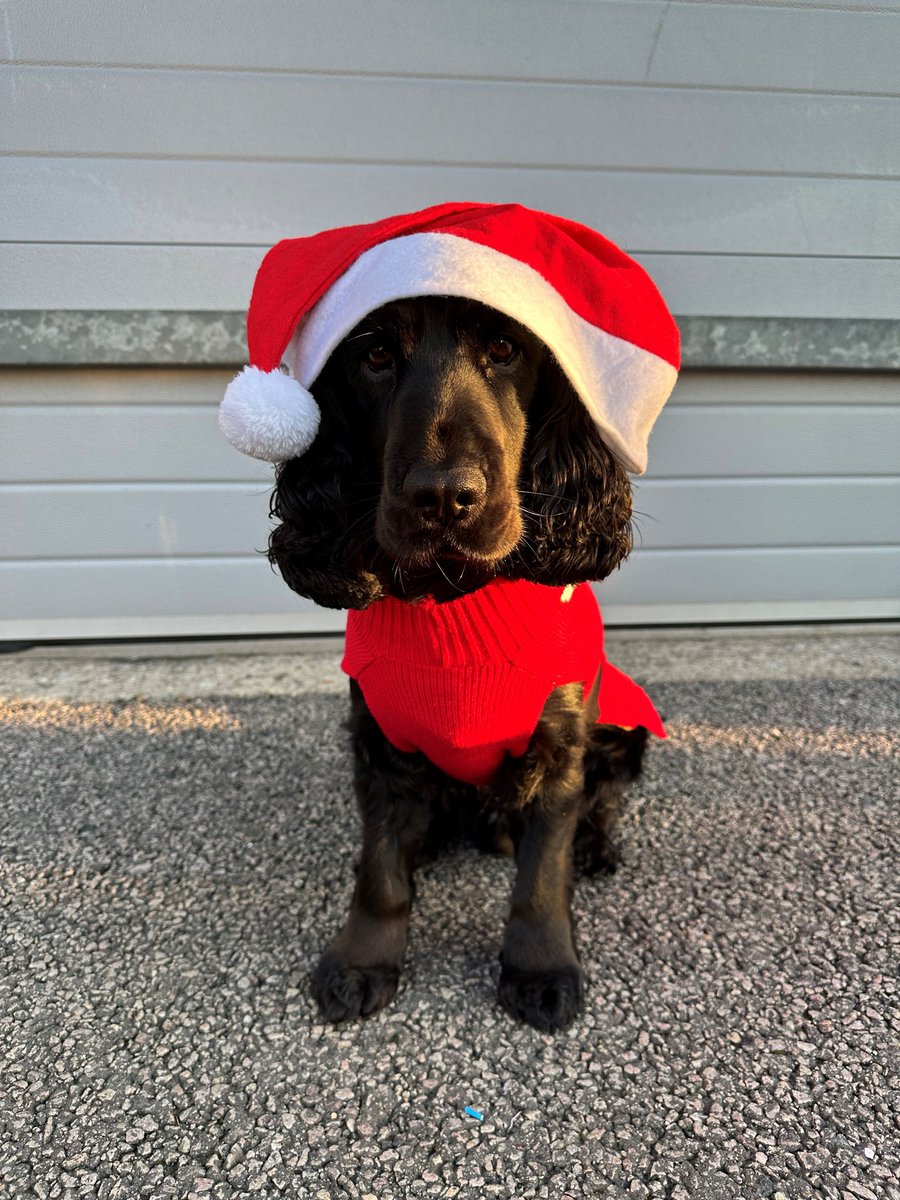 That's a wrap Eastbourne 🌟

We are signing off for Christmas 🎅🎄 
Thank you to all our customers for making 2025 another busy one, you continued support means so much to our small business

Have a Merry Christmas 🎅🏻 - Nigel, James, Rhian &amp; Bilbo 🐾