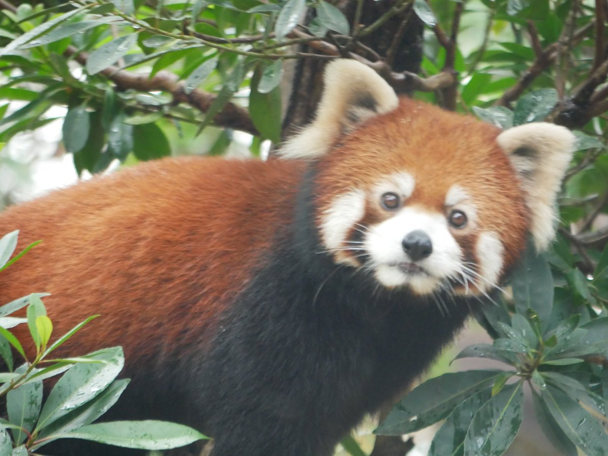 orangebanabana's tweet photo. ใชใผใกใใใ ใ๐
2025.12.24๐ท
#ใฎใใปใใใผใฏ
#ใฌใใตใผใใณใใ#redpanda
#ใชใผใใกใ#ๆ่ฑใ#Reafa https://t.co/BUSltibh5D
