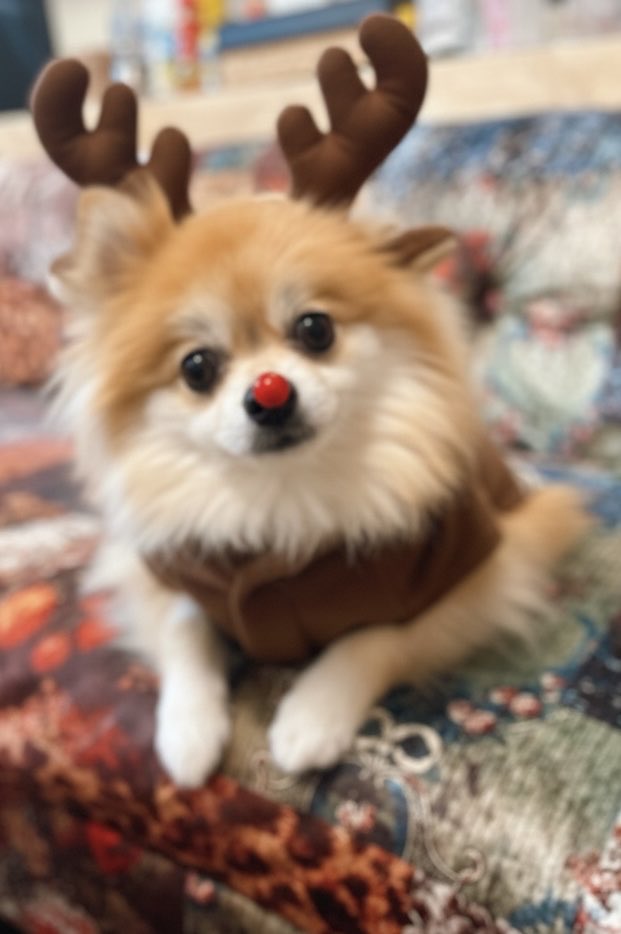 HSK228844's tweet photo. メリークリスマス🎄
#ポメラニアン https://t.co/CDNzpMYhCi