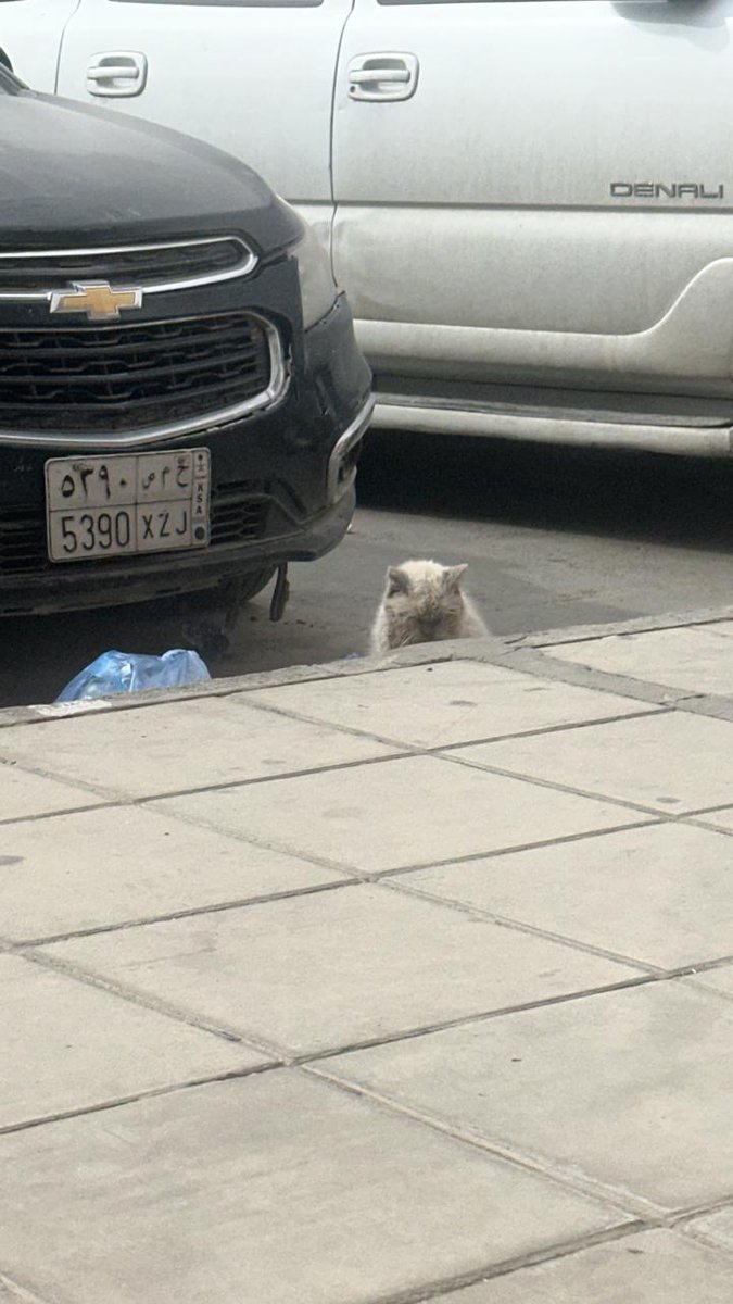 Animal_rescue0's tweet image. #انقاذ #قطط #الرياض 
قط بيت مرمي في الشارع مريض ومحتاج عياده ضروري المسكين مو قادر ياكل ولا قادر يبلع الظاهر عنده التهاب وماكان في استطاعه نقله الى المنزل بس هذا موقعه الي حصلته فيه
يحتاج انقاذ عاجل قبل مايموت 
الموقع 
الرياض 
حي المربع 
maps.app.goo.gl/c1a5c1mGw55J7K…
