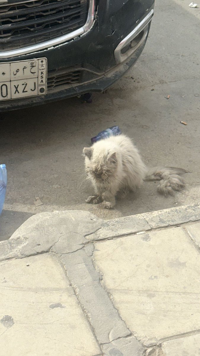 Animal_rescue0's tweet image. #انقاذ #قطط #الرياض 
قط بيت مرمي في الشارع مريض ومحتاج عياده ضروري المسكين مو قادر ياكل ولا قادر يبلع الظاهر عنده التهاب وماكان في استطاعه نقله الى المنزل بس هذا موقعه الي حصلته فيه
يحتاج انقاذ عاجل قبل مايموت 
الموقع 
الرياض 
حي المربع 
maps.app.goo.gl/c1a5c1mGw55J7K…