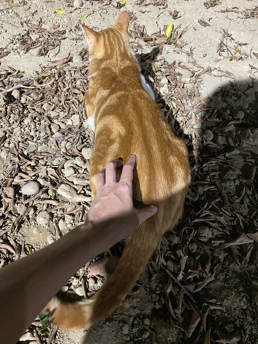 yj__0728's tweet photo. 半夜不回家還在外面摸貓貓🐱 https://t.co/mTPQsRsSql