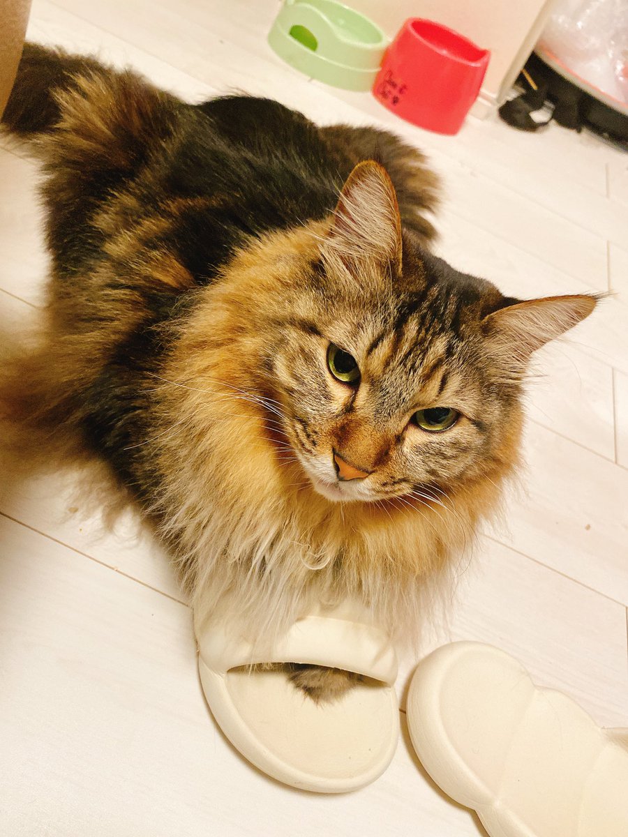 家の中ではスリッパをちゃんと履くモカ