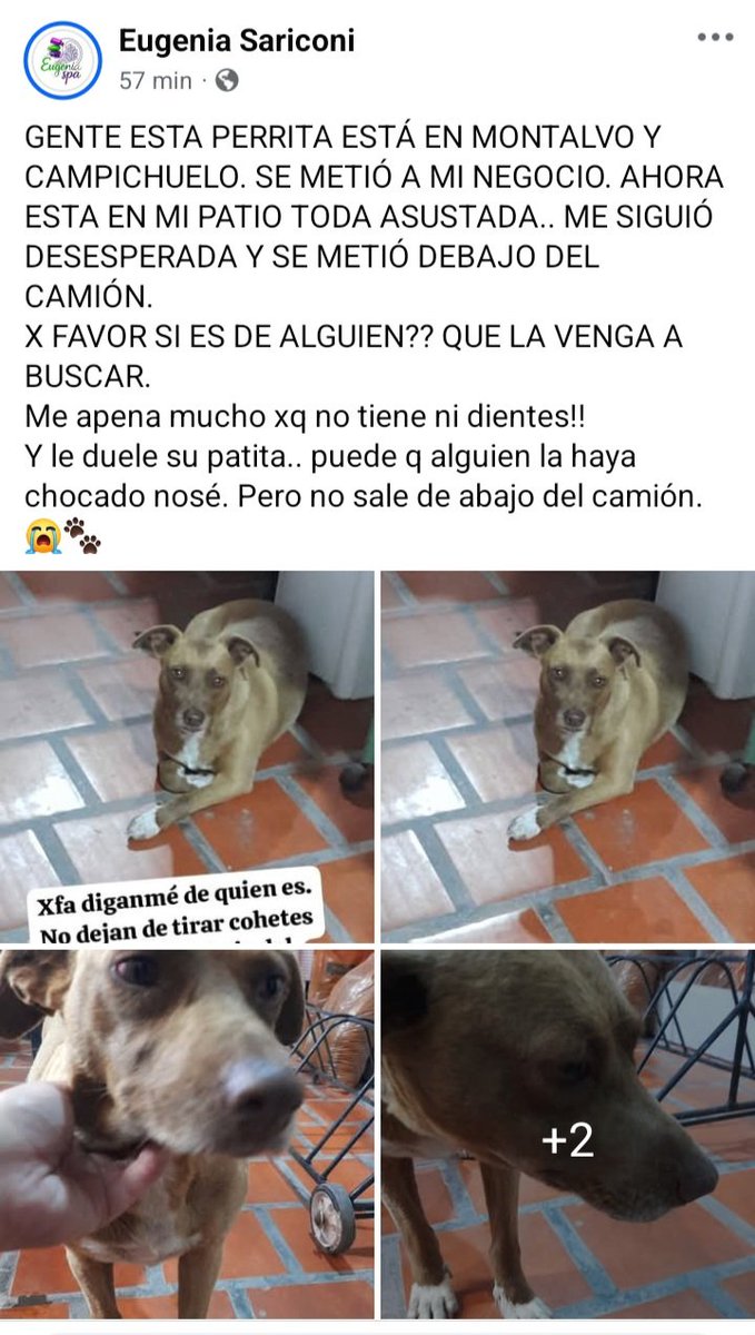 Perros de Merlo (@perrosdemerlo) on Twitter photo 