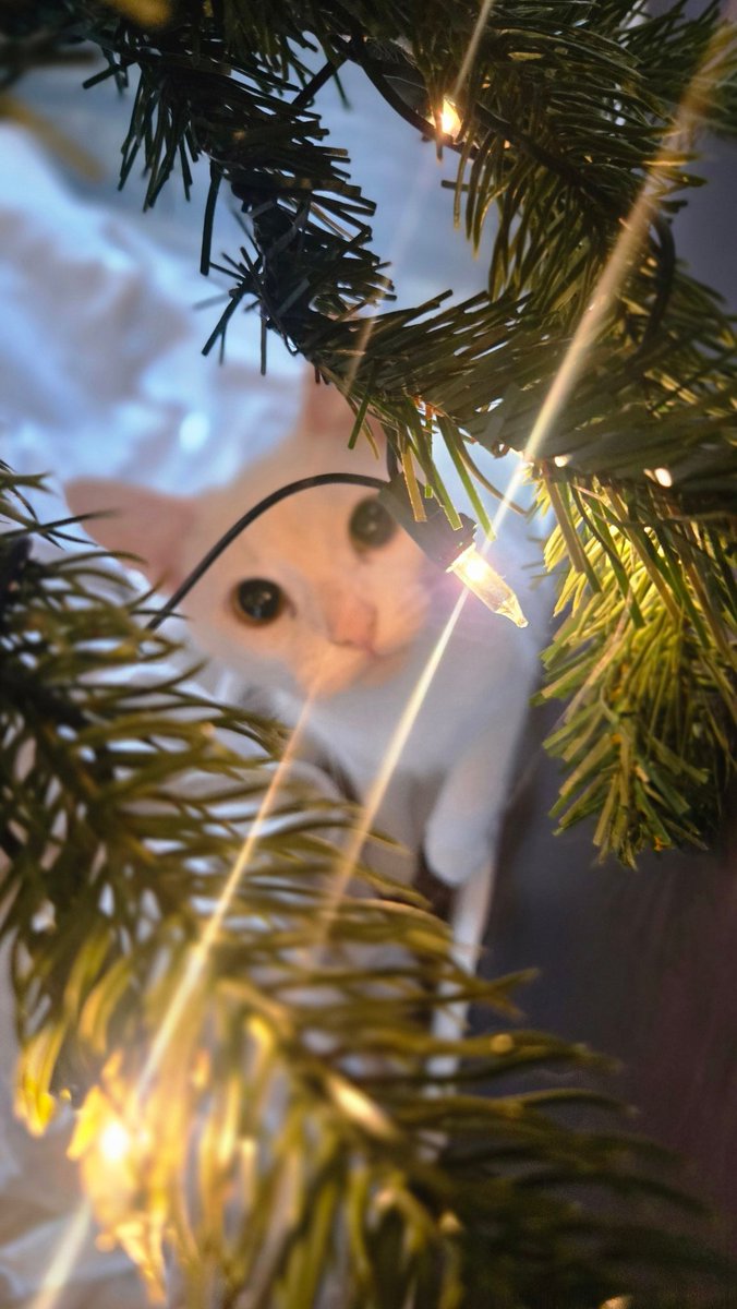 ProzacBur's tweet image. Everyone look at my baby's and love them