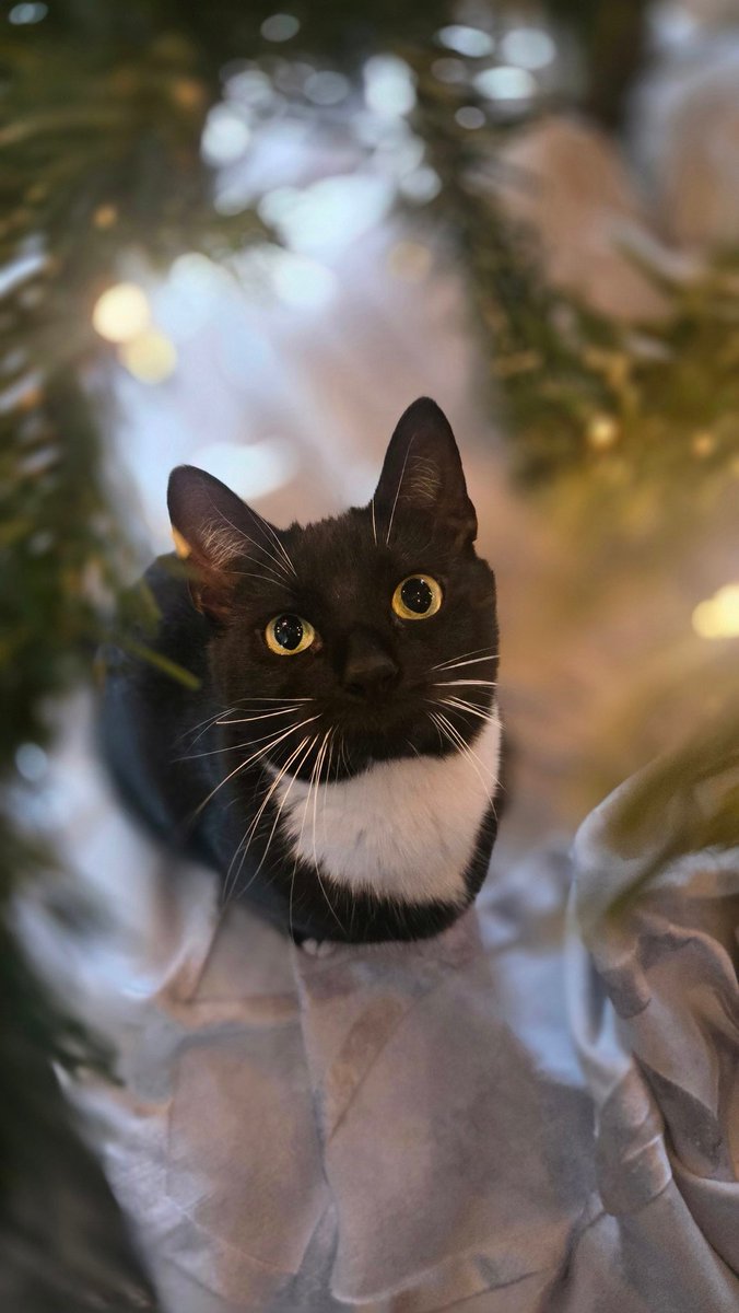 ProzacBur's tweet image. Everyone look at my baby's and love them