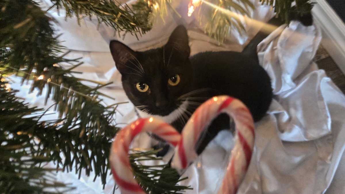 ProzacBur's tweet image. Everyone look at my baby's and love them