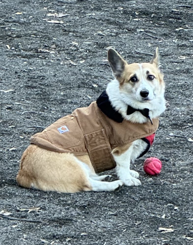 svershbow's tweet photo. Good morning to this corgi in a Carhartt jacket and a bow tie at the dog park. Dress to impress on xmas eve. https://t.co/Fhn4zxEFgD