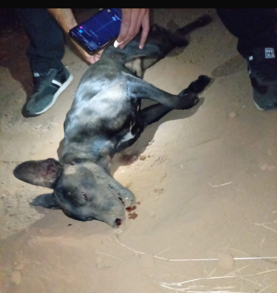 redbicheraof's tweet image. El cuadro sigue siendo delicado y sin mejorías. No respondió al manitol ni recuperó la conciencia; por suerte no volvió a convulsionar, el único punto a favor. Sabemos que es Navidad y que muchos están en otra, pero ellos no tienen la culpa: para ellos no hay fiestas