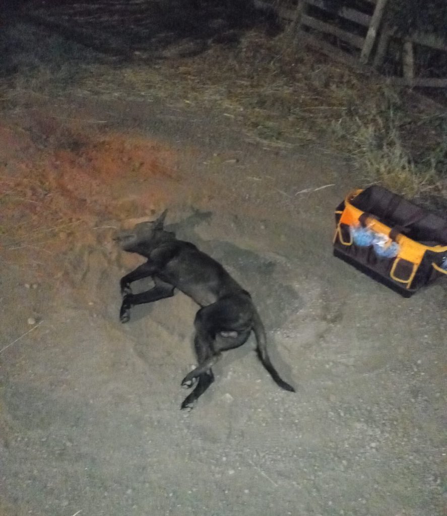 redbicheraof's tweet image. El cuadro sigue siendo delicado y sin mejorías. No respondió al manitol ni recuperó la conciencia; por suerte no volvió a convulsionar, el único punto a favor. Sabemos que es Navidad y que muchos están en otra, pero ellos no tienen la culpa: para ellos no hay fiestas