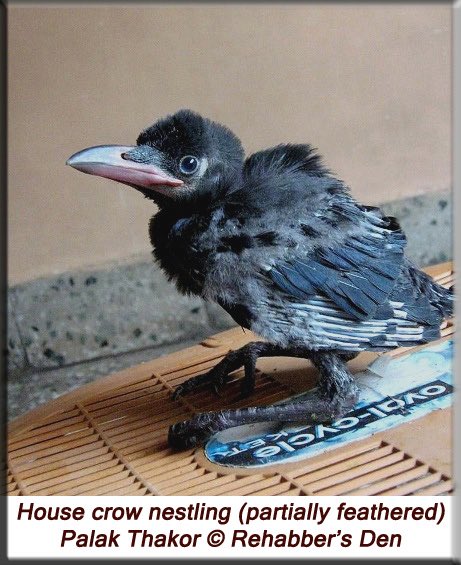 Phra 🦩 WHA brain tweet media