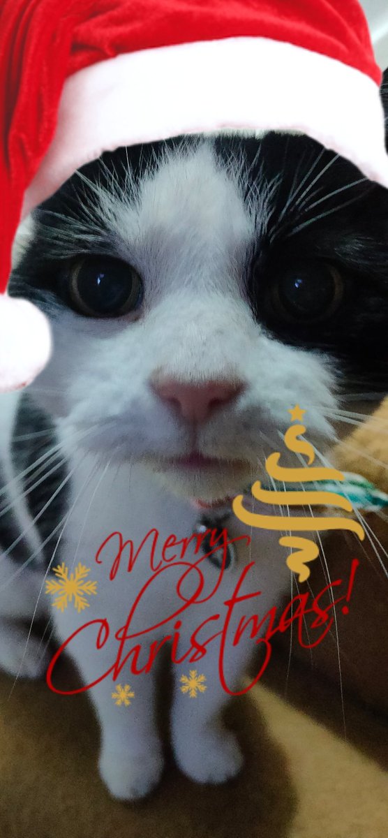 Merry Christmas 🎄🎄🎄🎄Lots Love Edward
#cats #FriendlymeChristmasEvexSanta #MerryChristmas