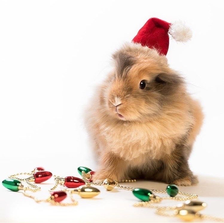 Bunnies's tweet photo. https://t.co/9yu7y9wnBq