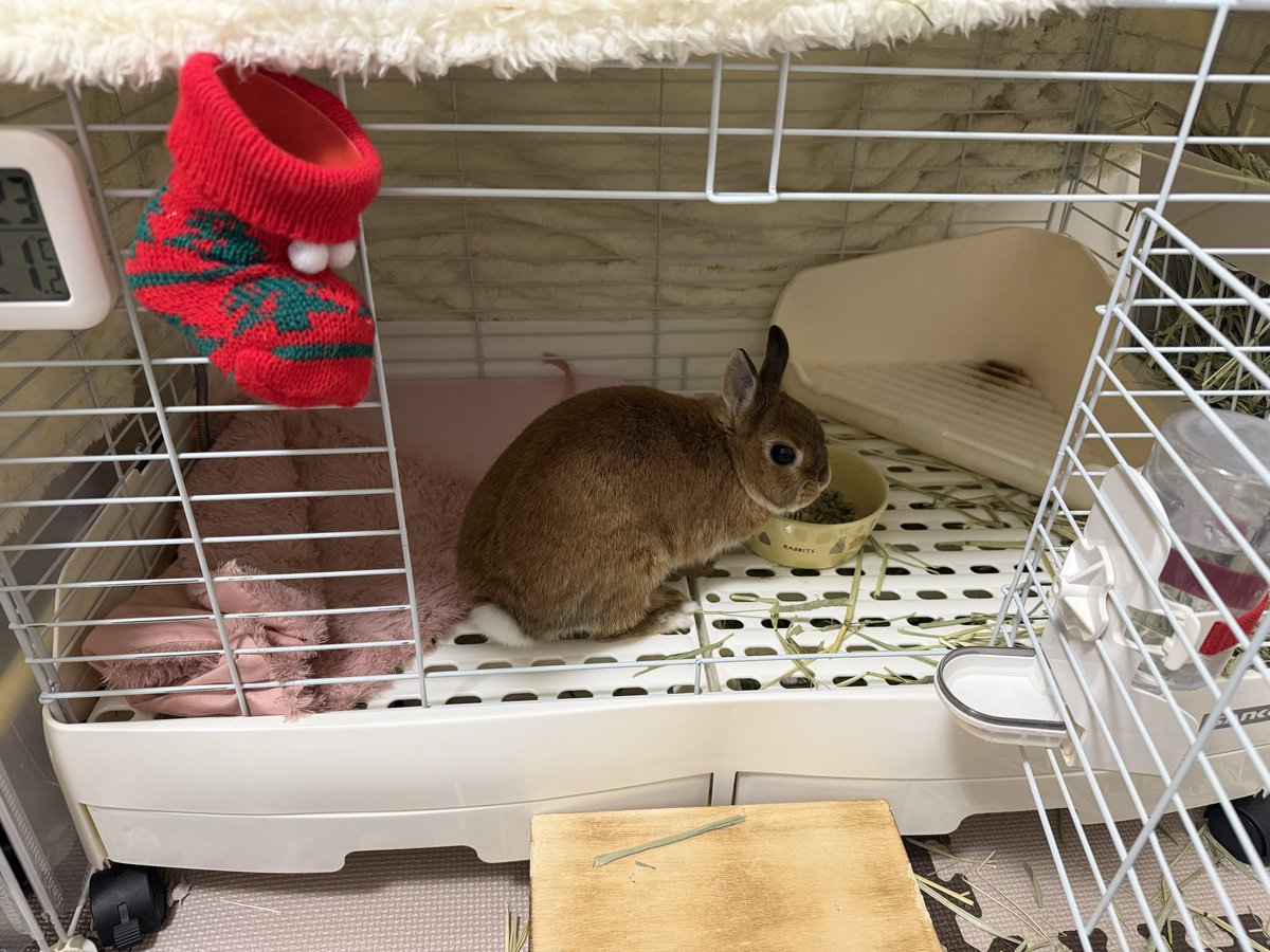 マロンちゃんサンタさんくるといいね〜☺️🐰🎅