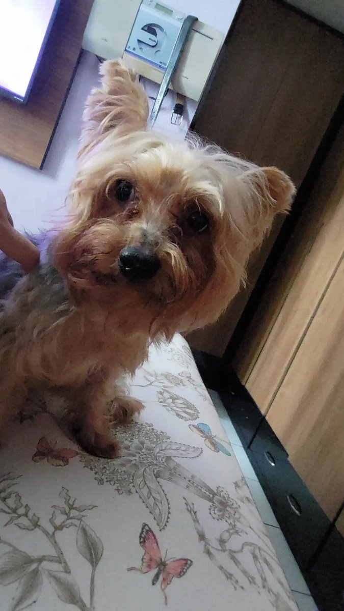 LucasXGamer CR tweet media