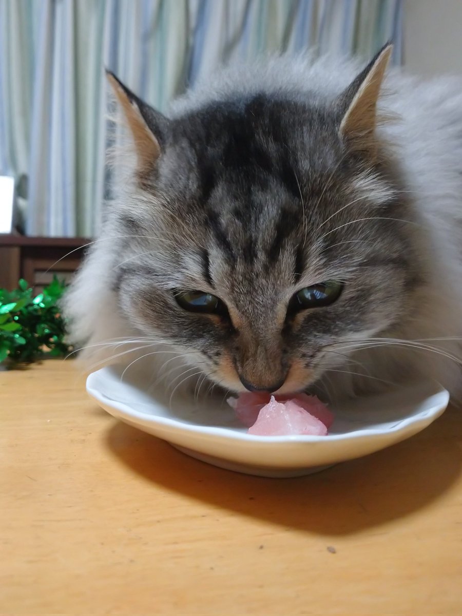 miniusakura's tweet photo. メリークリスマス！
えるくんも一緒にパーティーディナー😋🍴💕(おさしみ) https://t.co/ydu4o4CeZh