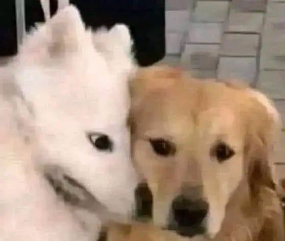 Pupfury🐾 tweet media