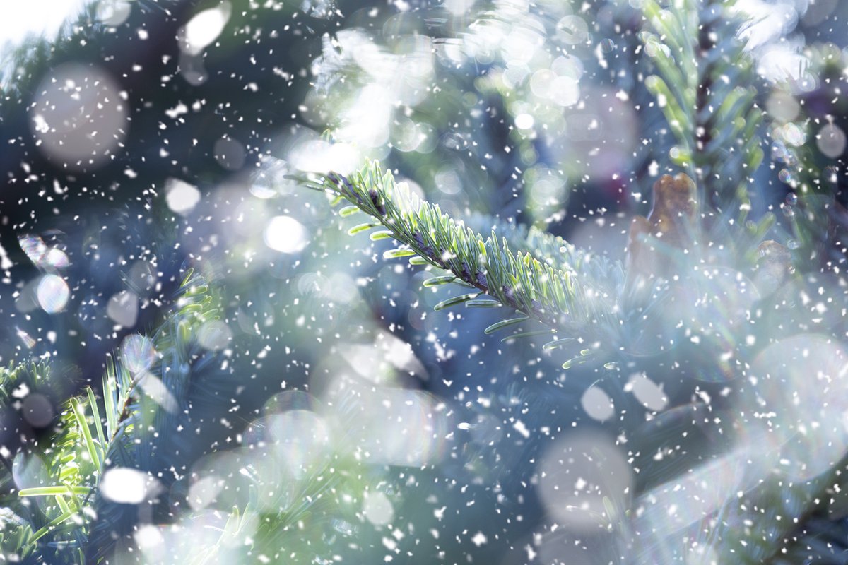 The New Forest - Forestry England tweet media