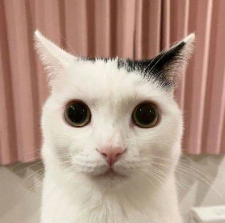 RoCoLeaksPersonal tweet media