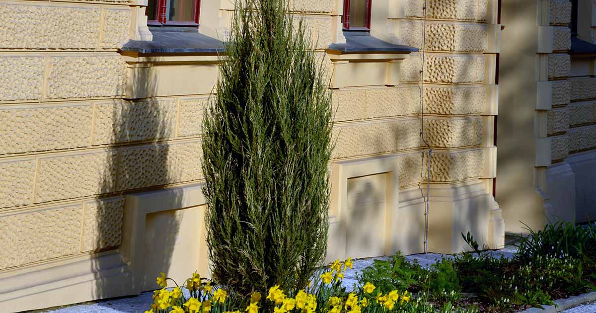 Gardeners_Path_'s tweet image. When and How to Prune Upright Junipers - Pruning an upright juniper is about supporting the plant's natural shape. Learn about how and when to prune these distinctive shrubs now on Gardener's Path. #pruning #gardeningtips #gardening gardenerspath.com/plants/ornamen…