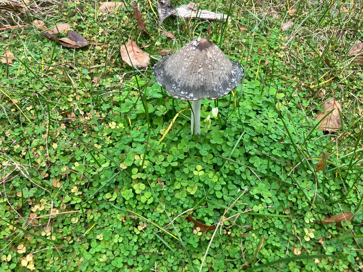 devinsrose's tweet image. Homestead happenings: manure mushroom in a bed of Viper clover; gopher tunnels discovered and traps set, bees and Cayuga ducks, and the Gulf Coast sheep (a landrace, endangered breed that is native to the Gulf region from here to Florida)