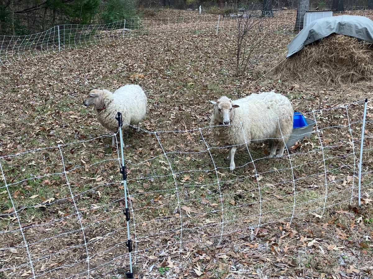 devinsrose's tweet image. Homestead happenings: manure mushroom in a bed of Viper clover; gopher tunnels discovered and traps set, bees and Cayuga ducks, and the Gulf Coast sheep (a landrace, endangered breed that is native to the Gulf region from here to Florida)