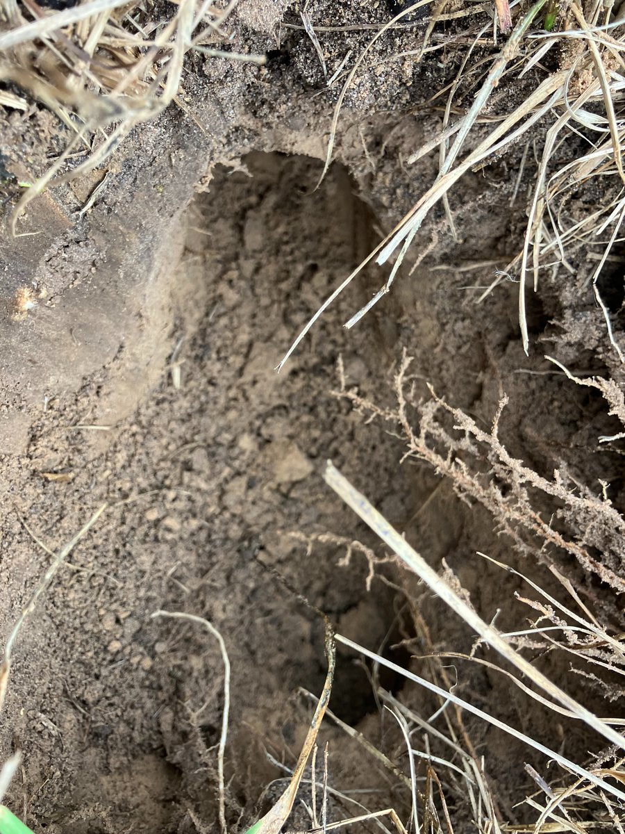 devinsrose's tweet image. Homestead happenings: manure mushroom in a bed of Viper clover; gopher tunnels discovered and traps set, bees and Cayuga ducks, and the Gulf Coast sheep (a landrace, endangered breed that is native to the Gulf region from here to Florida)