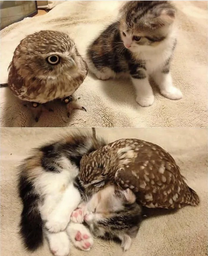 OwlEveryDay's tweet photo. https://t.co/VqwfxDjOvk