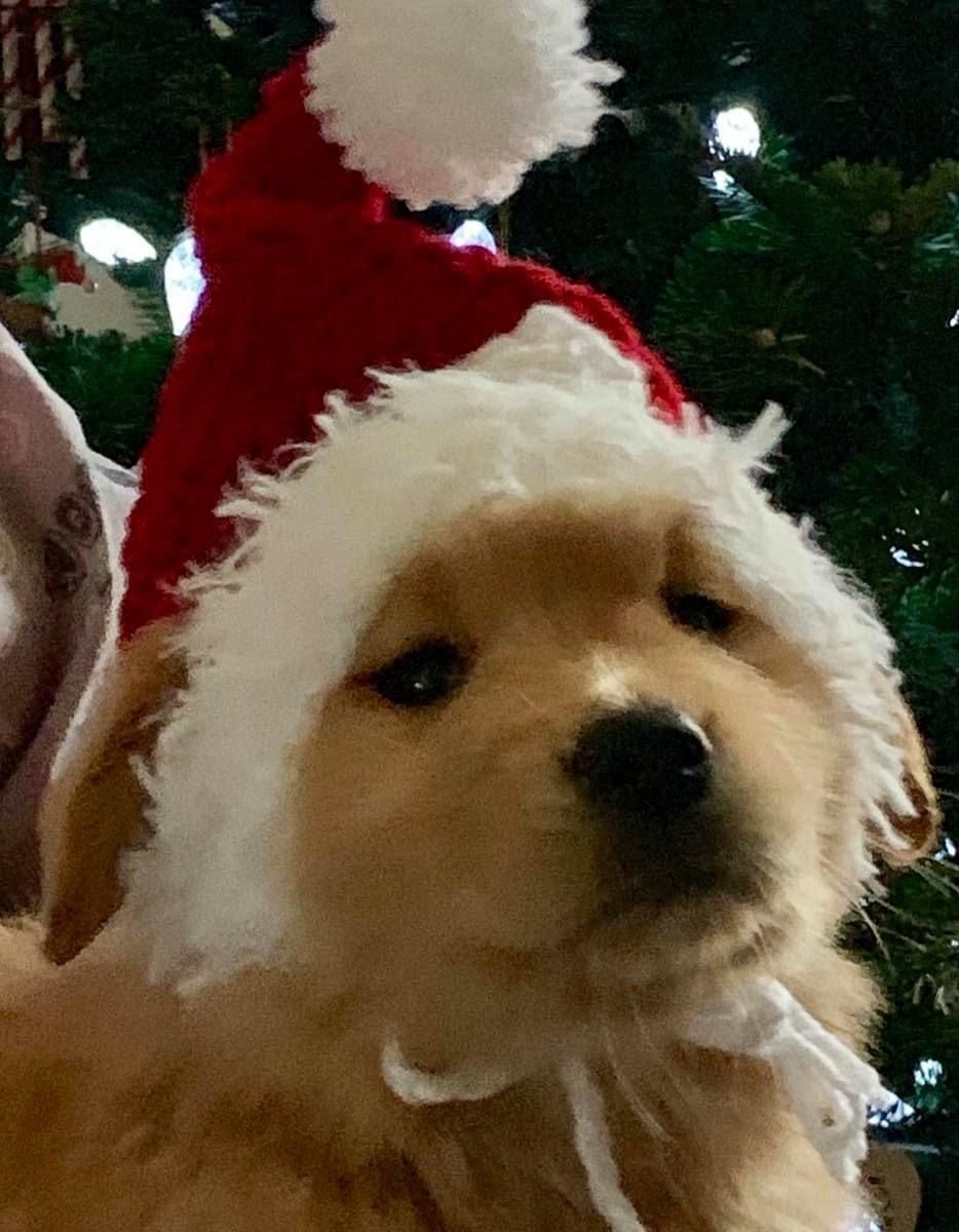 puppies video tweet media