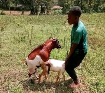 256Rootyherman's tweet image. Bro enjoy for the last time and leave us with a kid coz tommorrow  🗡