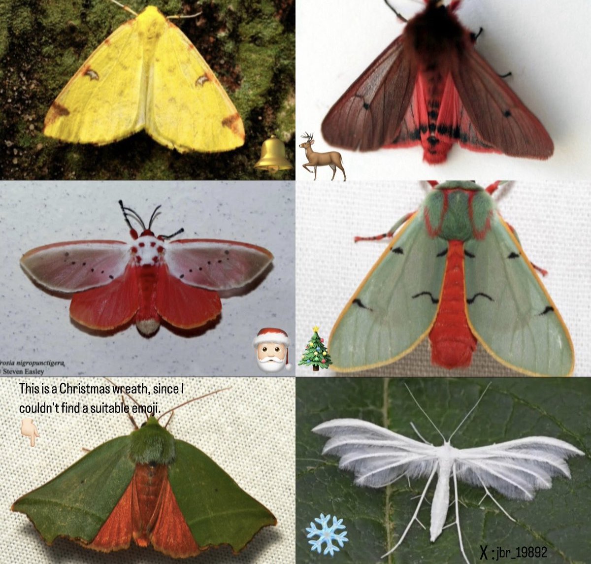 jbr_19892's tweet photo. Merry Christmas everyone! Below are some types of moths related to the Christmas season ✨ . https://t.co/lwlYQBZKo6