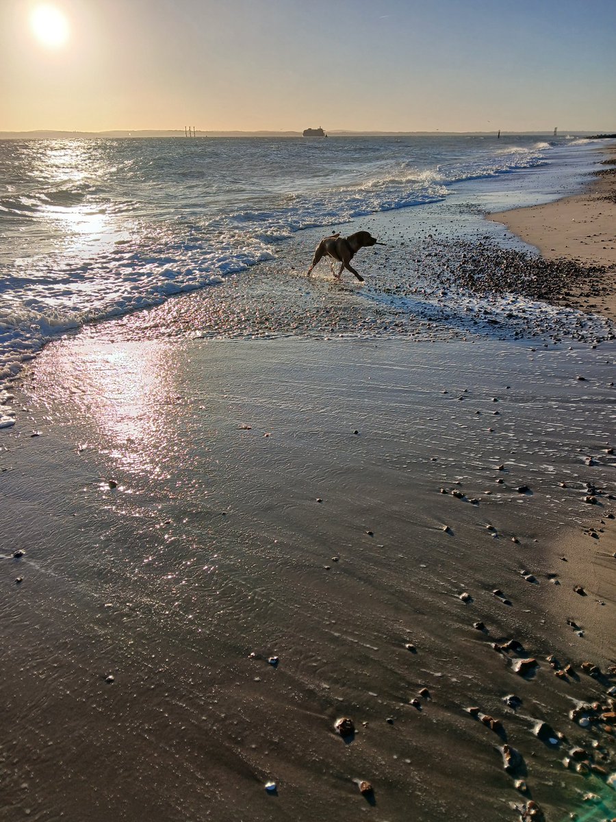 TimWinRN's tweet image. Hound loved it in the sea today - my turn tomorrow!