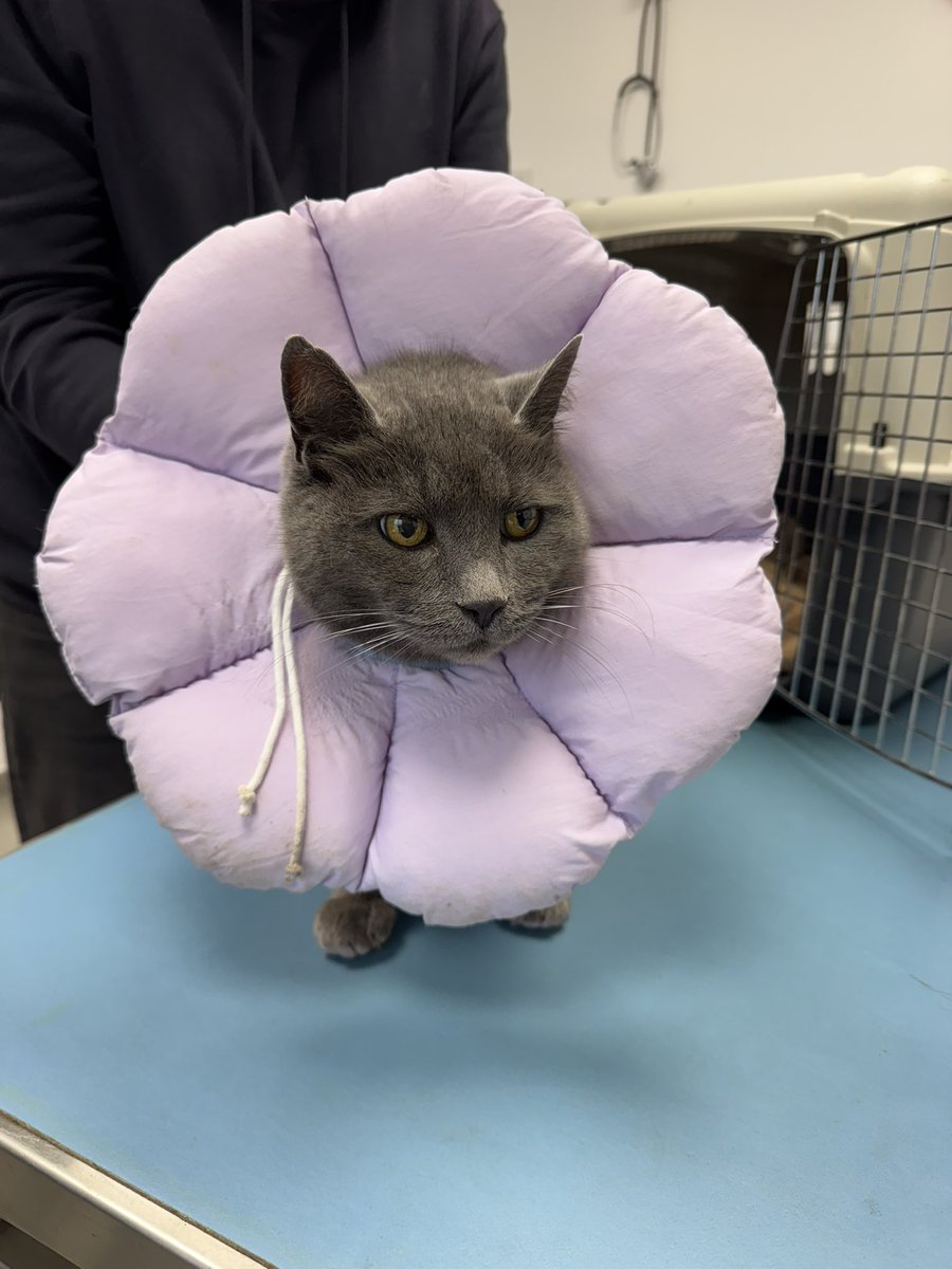 Un tit chat pour Noël (une peau de vache dans une jolie fleur ? Même pas!) 
#chat