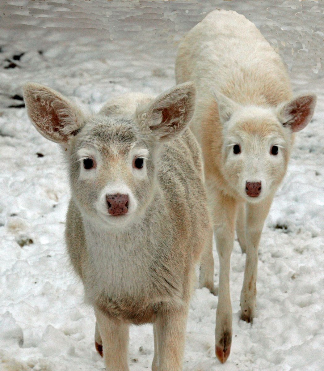 𝕊𝕔𝕙𝕒𝕕𝕖𝕟𝕗𝕣𝕖𝕦𝕕𝕖 𝔻𝕠𝕝𝕝 (@nursetorture) on Twitter photo 