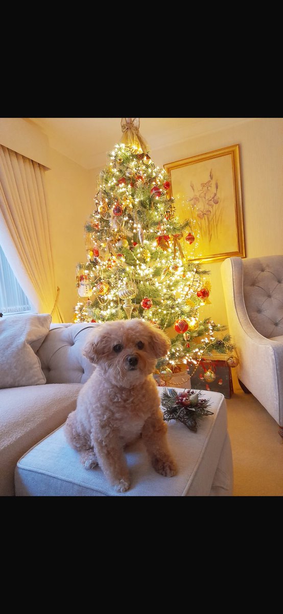 KLoucas's tweet photo. Merry Christmas to you all 🎄🎄 https://t.co/qbHPoztBVT