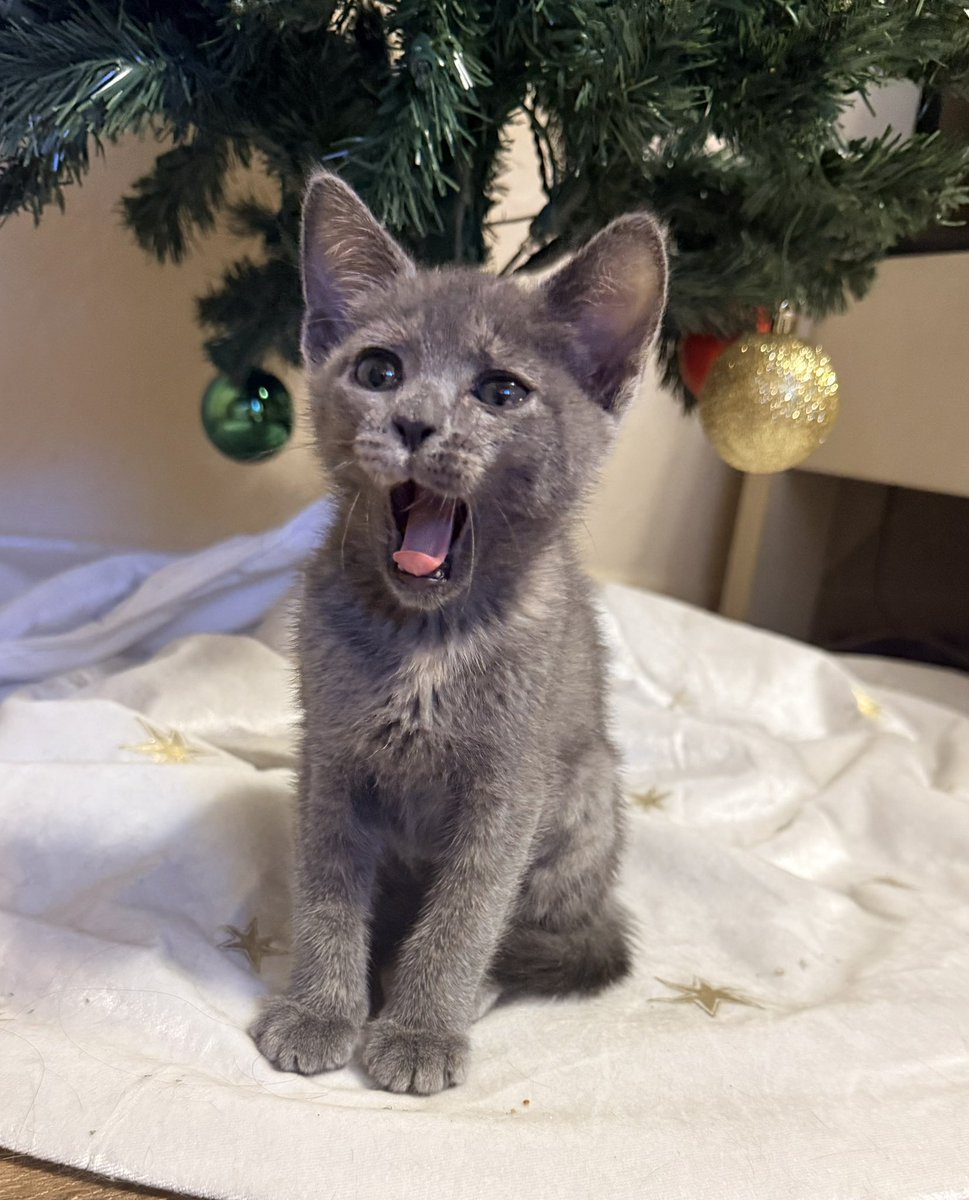 EducatorReflect's tweet photo. A little Christmas cuteness! 😊 https://t.co/McmZOsyLpP