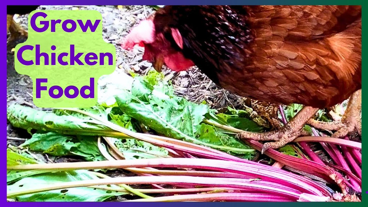 KwizeraEri's tweet photo. Beets, a surprising yet nutritious addition to a chicken's diet. this vegetable provides essential vitamins, minerals, and fiber to support the health and well-being of backyard poultry. the game changer for natural poultry farming. #ChickenKeeping #SustainableAgriculture https://t.co/KsbvIg1NE3
