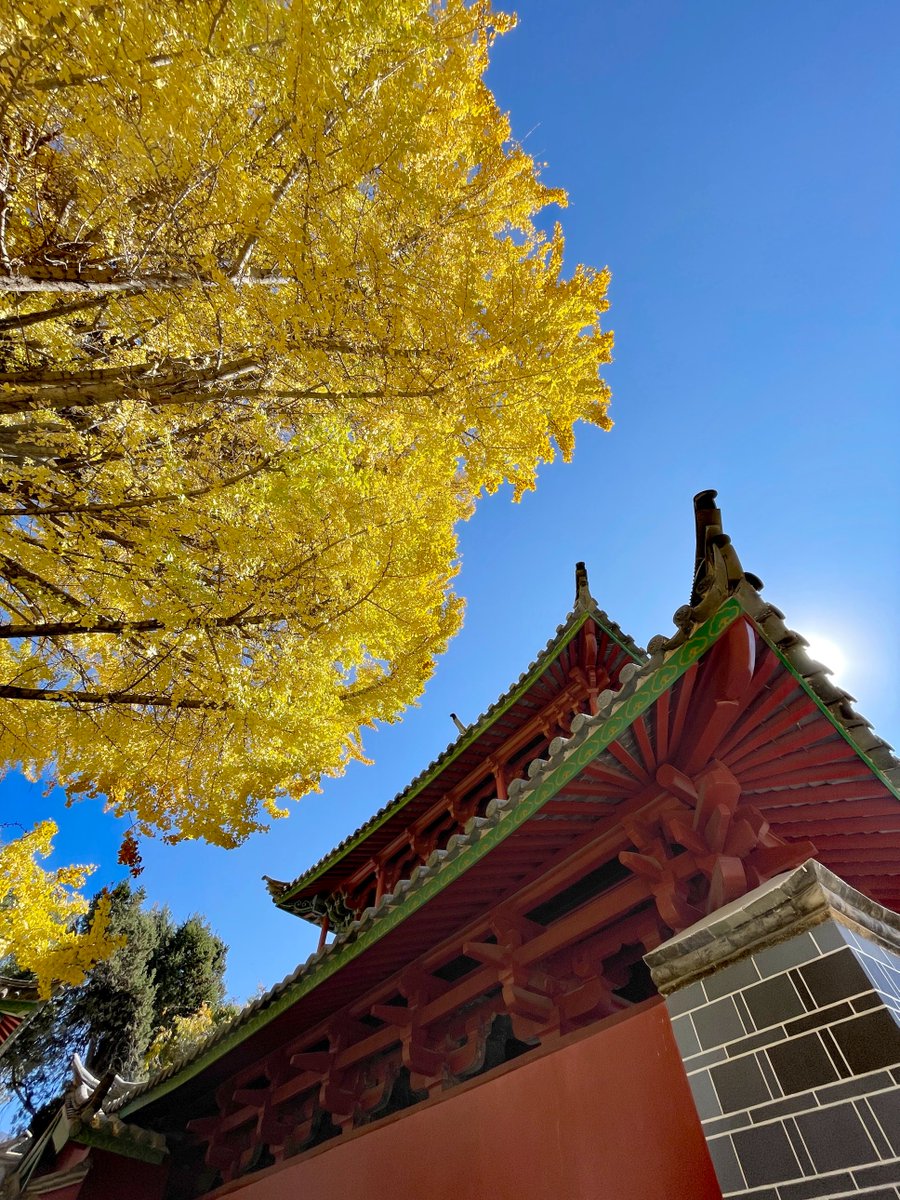 LijiangAmazing's tweet photo. A 500-year-old ginkgo tree enters its best viewing season. 🍂✨
Golden leaves mark a perfect time to visit and admire this ancient tree.
#AncientGinkgo #AutumnViews #HeritageTree #ScenicMoments #ChinaTravel 🍂 https://t.co/OLnMNedT1c