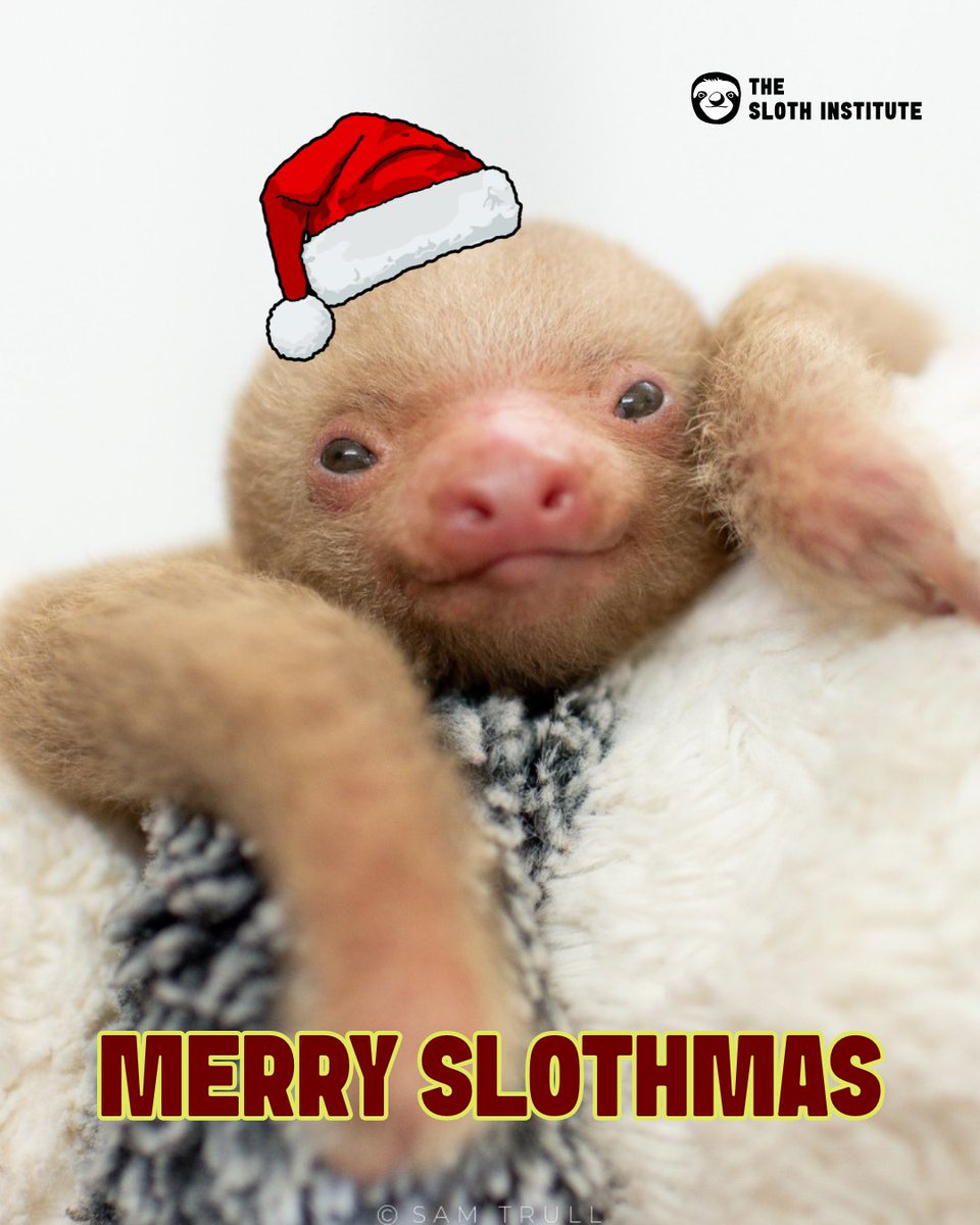 Merry Slothmas 

Adopt-A-Sloth for the holidays theslothinstitute.org/get-involved/a…