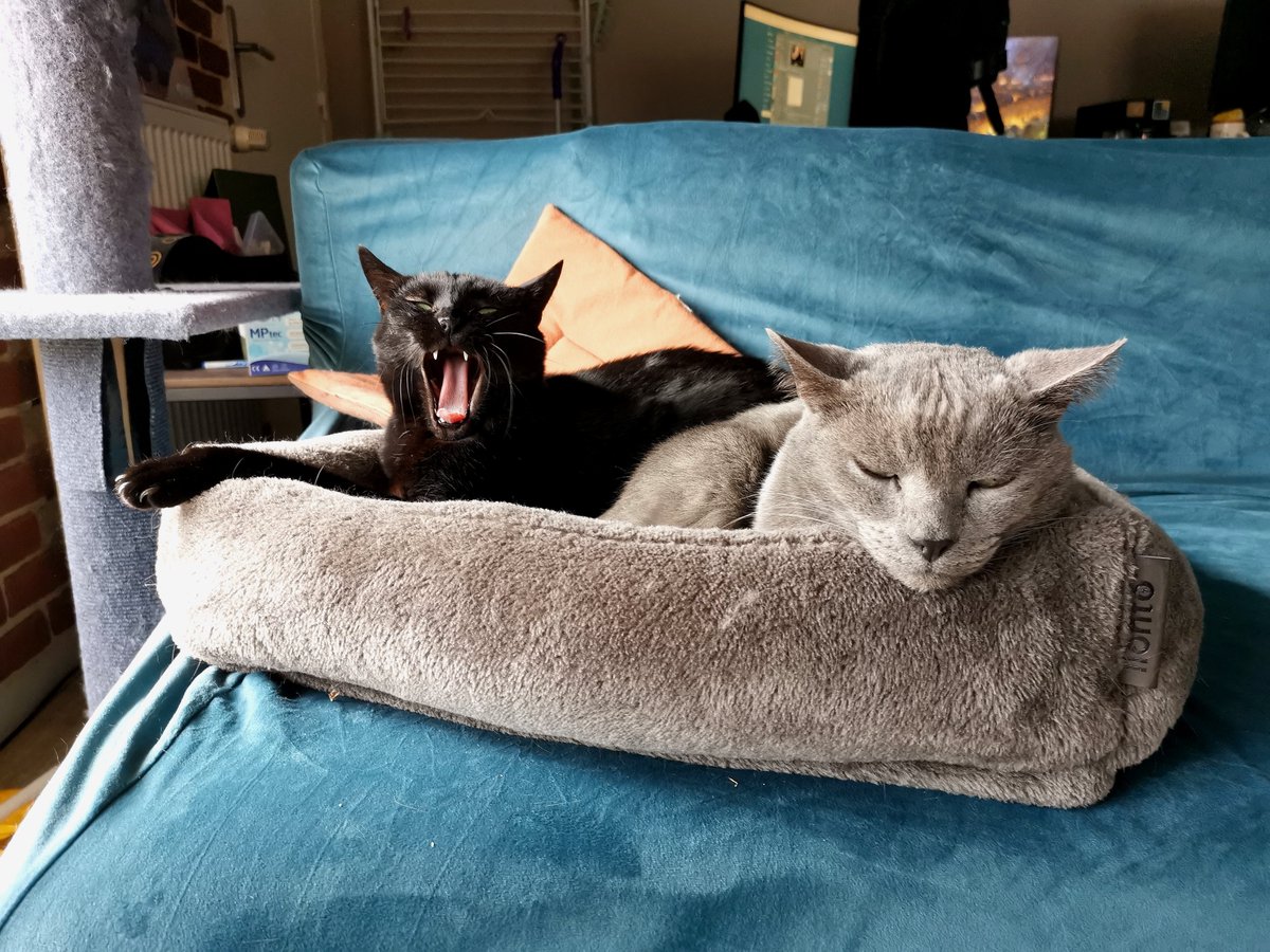 Effaenrys tweet media