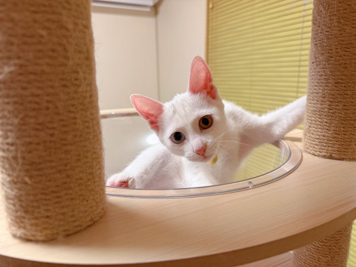 おはようございましゅ麻呂チョコMINT🐱🐱🐱🐱