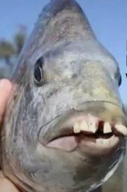 LaydenRobinson's tweet image. #Teeth