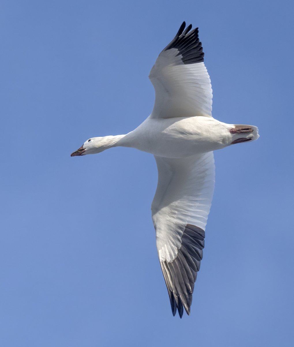 Jocelyn Anderson Photography tweet media