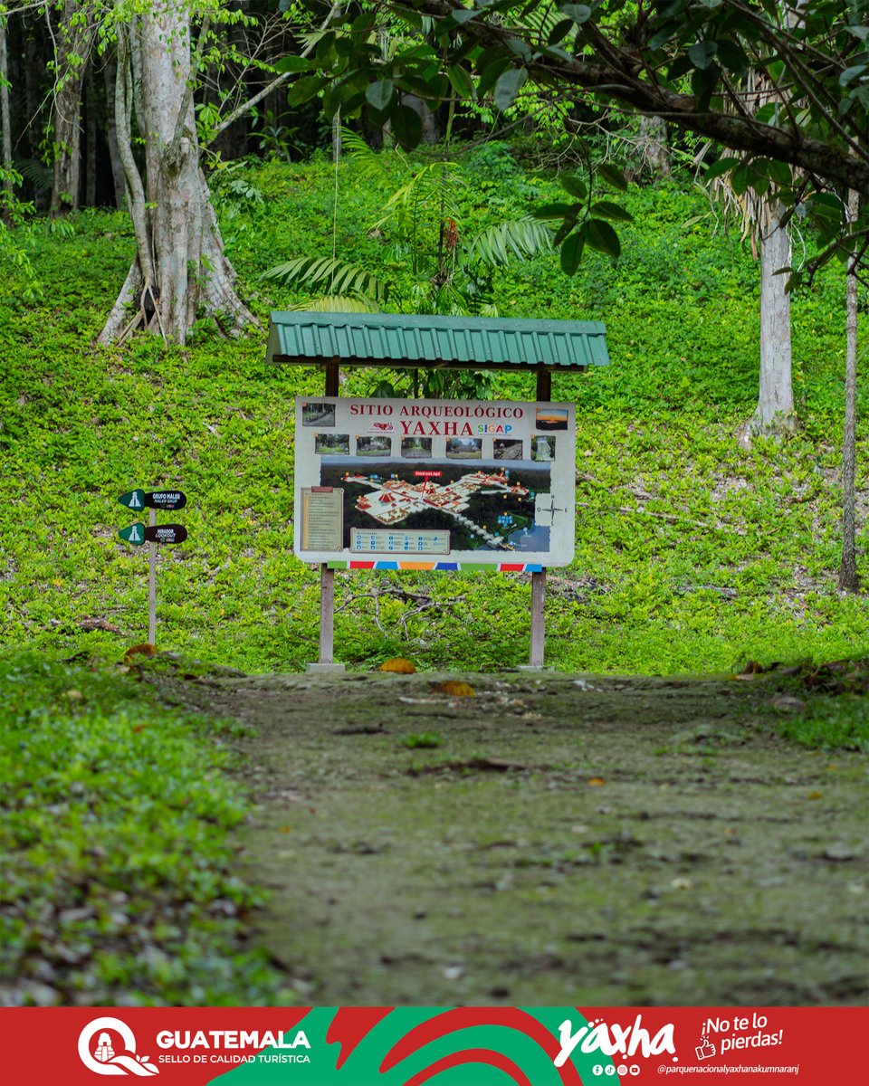 ¿Hacia dónde te llevarán tus pasos antes de que acabe el año? 🚶‍♂️🌿

Ya sea explorar el Grupo Maler o subir al Mirador, Yaxhá es el escenario perfecto para despedir el 2025.

La selva te espera para tu última gran aventura.

#TurismoGT #Yaxha #Guatemala #NoTeLoPierdas