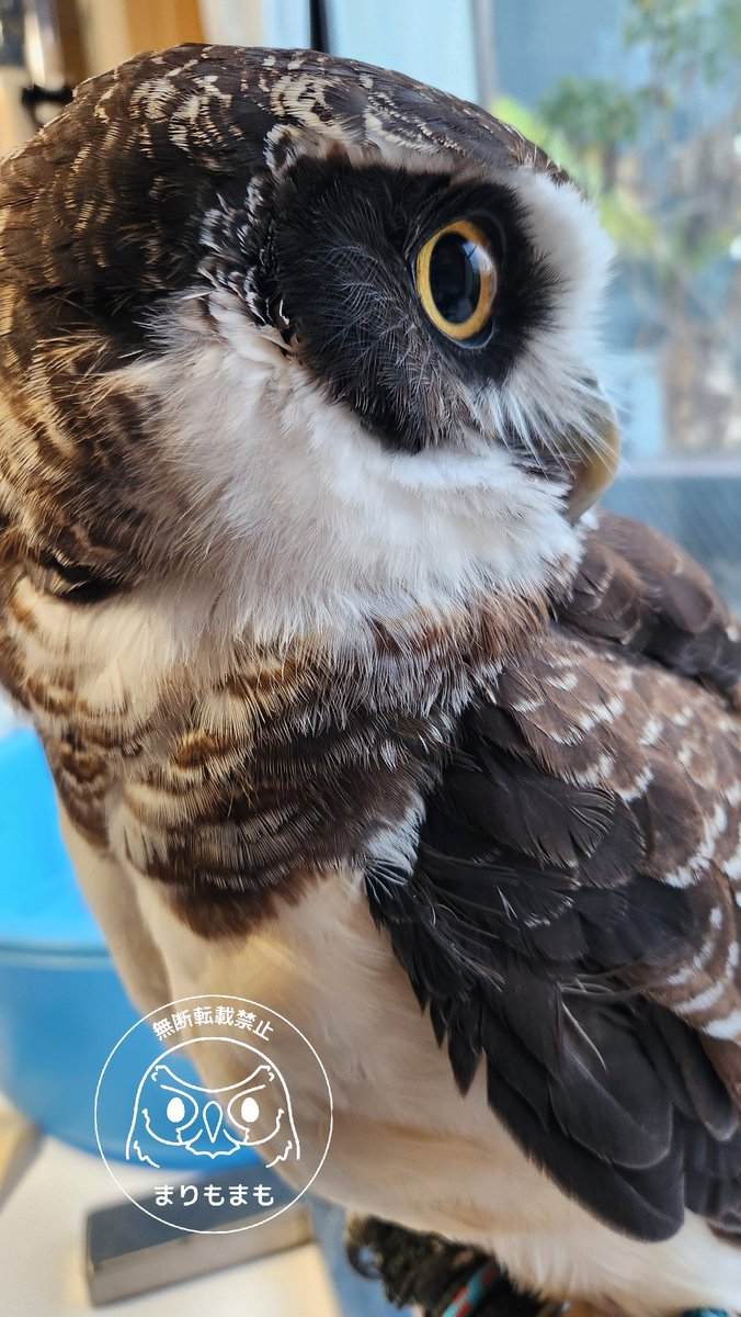 まりもまも (@marimomamo073) / Posts / X