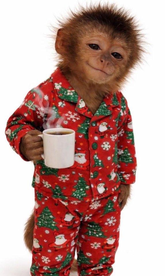 Luis Luis africano tweet media