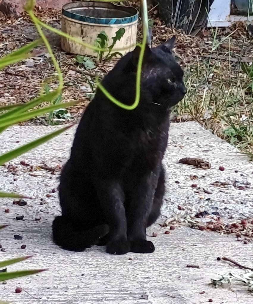 En Nochebuena se habla de amor y de hogar.
Mi deseo hoy es simple: que mis gatos rescatados sigan comiendo mañana y sigan a salvo.
Si podés donar o compartir, nos estás sosteniendo.
Haz click aquí para ayudarnos, es urgente 👇🏼🙏🏼🙌🏼❤️‍🩹
gogetfunding.com/rescate-sus-vi…