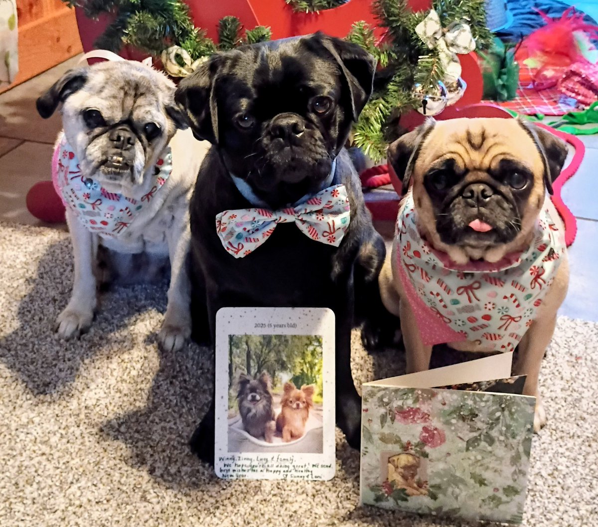 mommasboymushu's tweet image. We're so happy we got #Christmas cards from our longtime friends Sunny &amp;amp; Lani @SunnyDawa and Sassy &amp;amp; 😇Sadie @3phibotticelli. You are treasured pals since the days of😇Mushu❤️. Happy holidays to you &amp;amp; your families. #dogsofX #DogsofTwittter #puglife #FRIENDS4EVER #Christmas2025